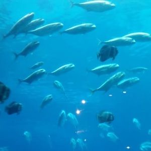 Meet your Posher, Nga